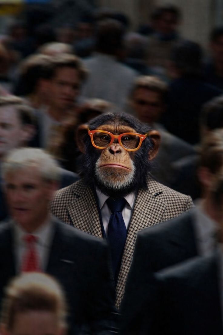 MonkeyBP Web Design